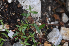 Polygonum
