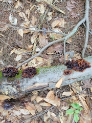 Phaeotremella foliacea