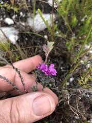 Indigofera glomerata
