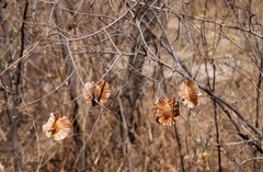 Combretum