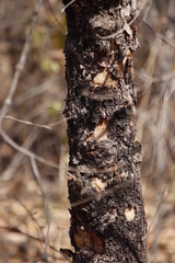 Combretum