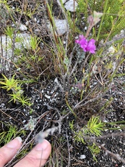Indigofera glomerata