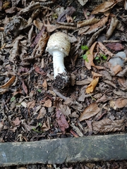 Agaricus augustus