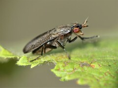 Coremacera marginata