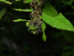 Sida glomerata