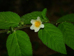 Sida glomerata