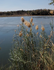 Phragmites australis image