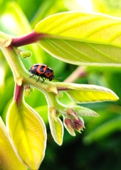 Cryptocephalus trifasciatus