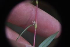 Polygonum