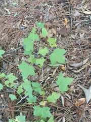 Acer floridanum