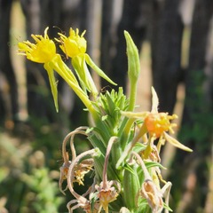 Oenothera villosa