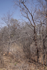 Combretum