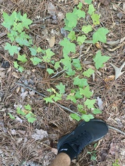 Acer floridanum