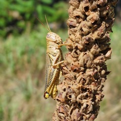 Melanoplus differentialis