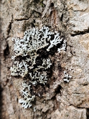 Physconia subpallida