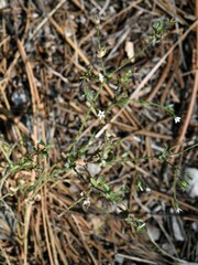 Allophyllum integrifolium