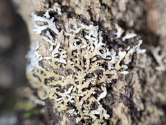 Physconia subpallida