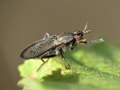 Coremacera marginata