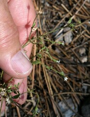 Allophyllum integrifolium