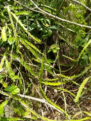 Selenicereus triangularis
