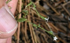 Allophyllum integrifolium