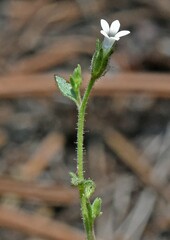 Allophyllum integrifolium