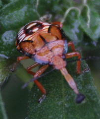 Podisus maculiventris