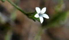 Allophyllum integrifolium