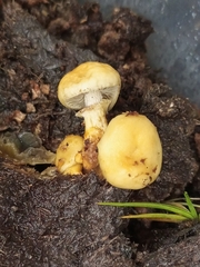 Protostropharia
