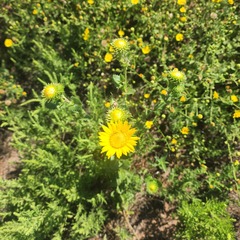 Grindelia ciliata