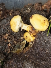 Protostropharia