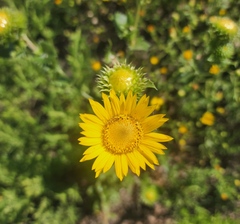 Grindelia ciliata