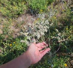 Eriogonum annuum