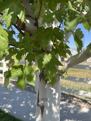 Acer ginnala