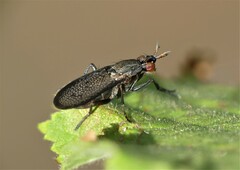 Coremacera marginata