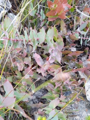 Protea amplexicaulis