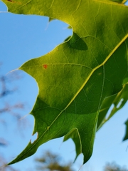 Quercus coccinea