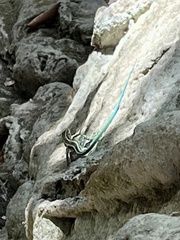 Anatololacerta pelasgiana