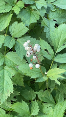 Actaea rubra neglecta