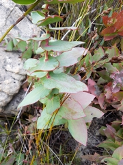 Protea amplexicaulis