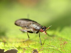 Coremacera marginata