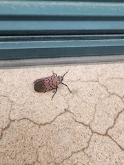 Lycorma delicatula