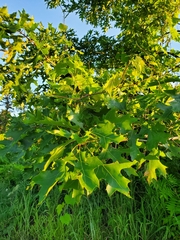 Quercus coccinea