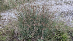 Juncus inflexus