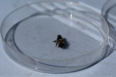 Andrena cyanura