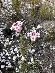 Erica ampullacea