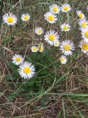 Bellis sylvestris
