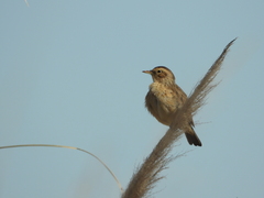 Hymenops perspicillatus