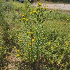 Grindelia ciliata