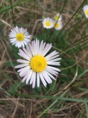 Bellis sylvestris